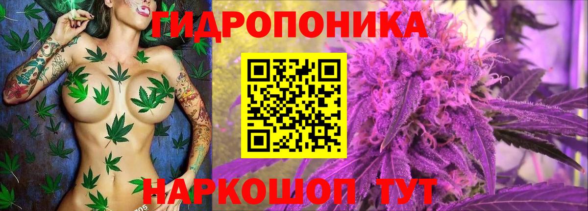 Конопля сатива Санкт-Петербург